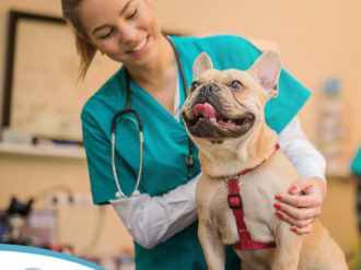 Animal Health trará lançamentos á veterinários e saúde dos Pets